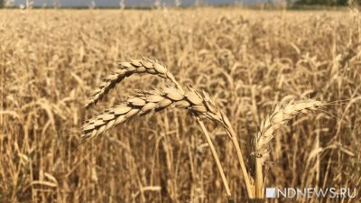 В России прогнозируют в 2023 году снижение урожая зерна на 17%